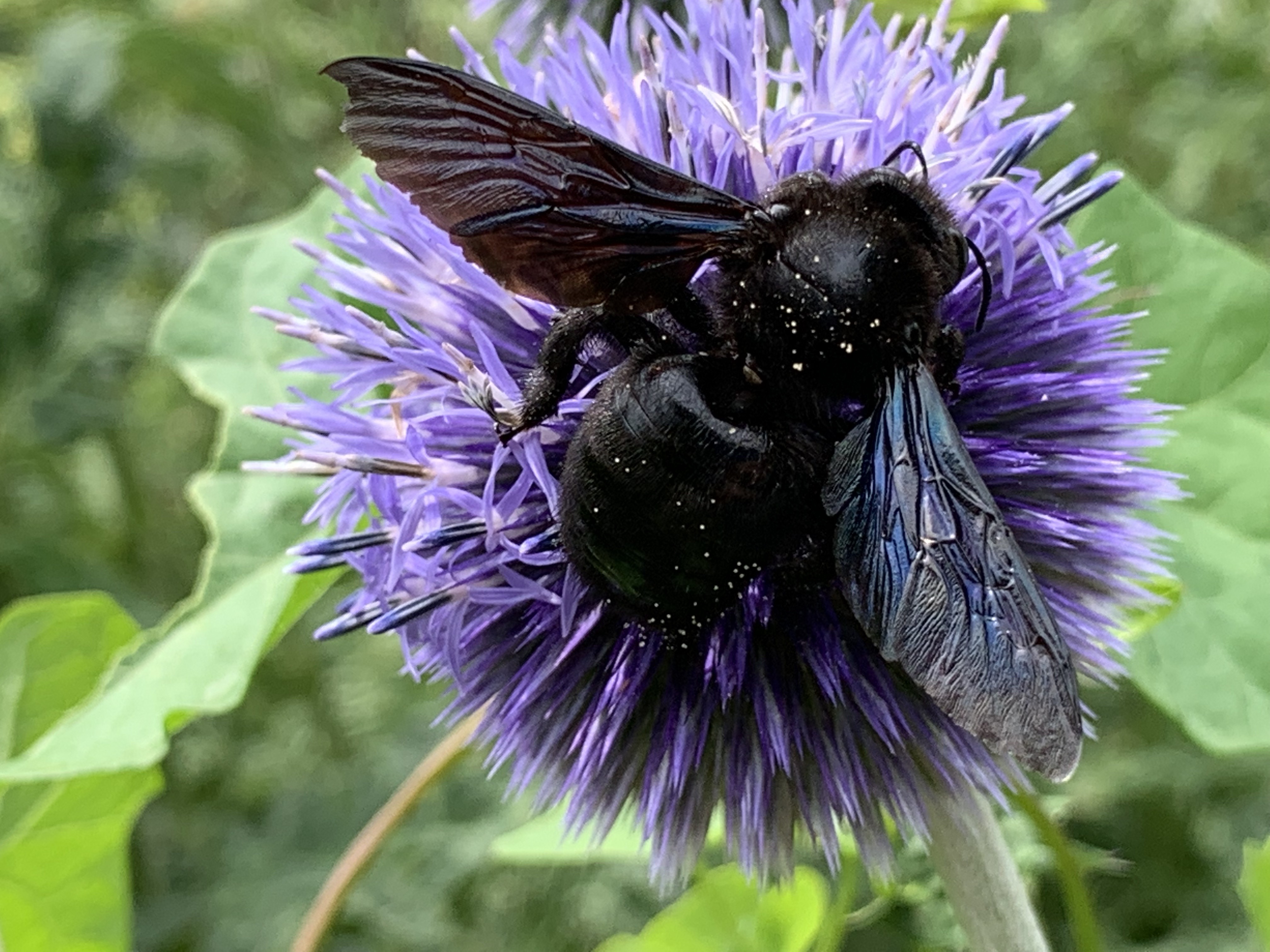 xylocopa 1