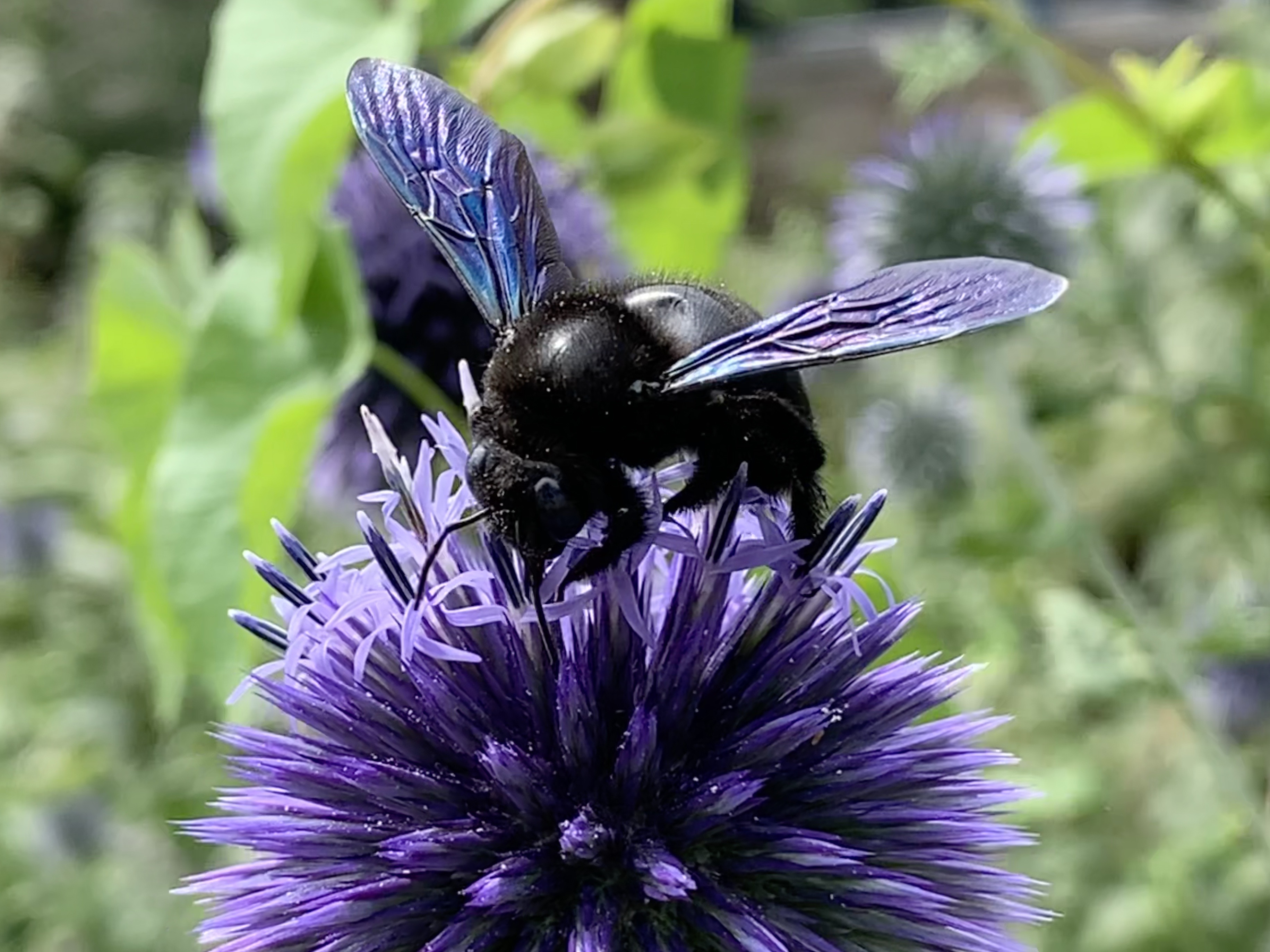 xylocopa 2