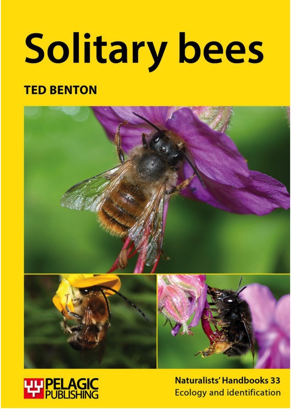 Benton solitary bees