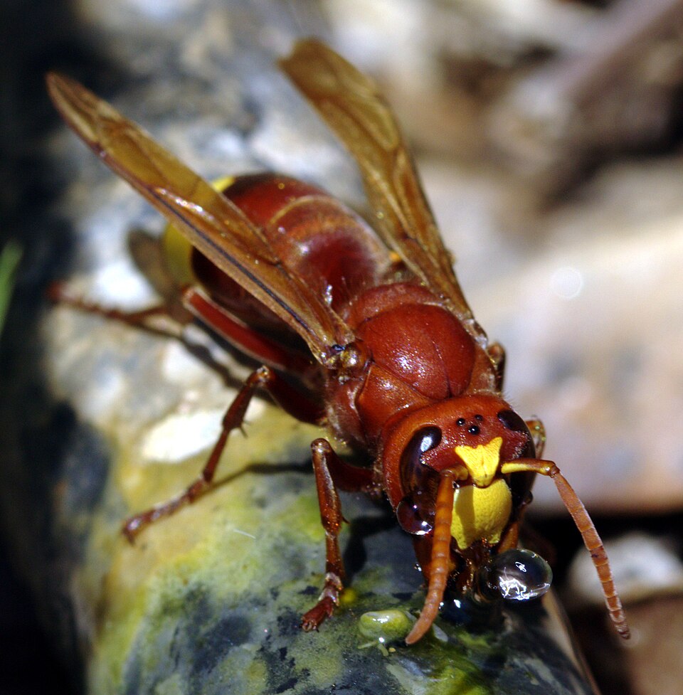 Vespa orientalis KPFC 05