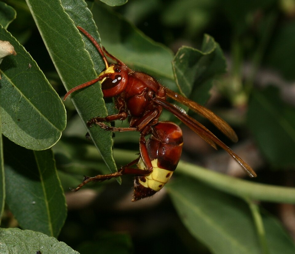 Vespa orientalis Oriental Hornet Flickr S. Rae