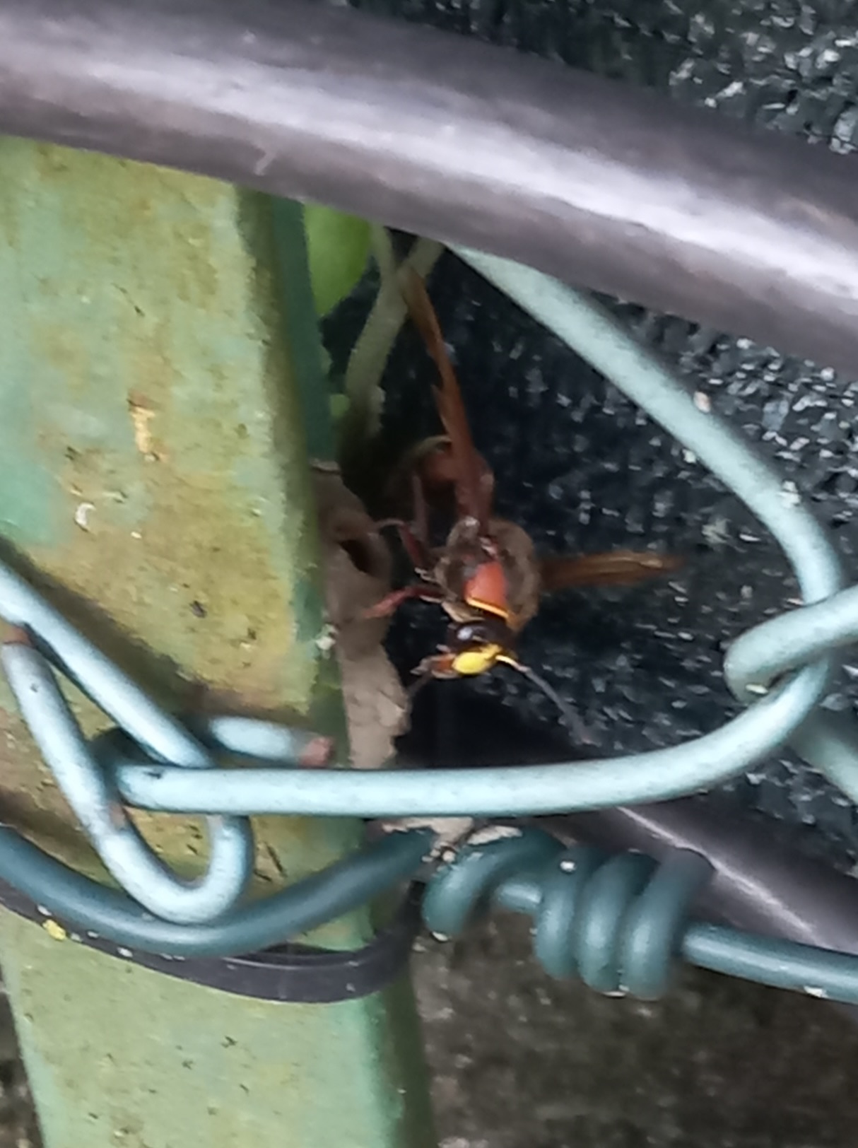 orientalis frontale maura.miele ingrandita