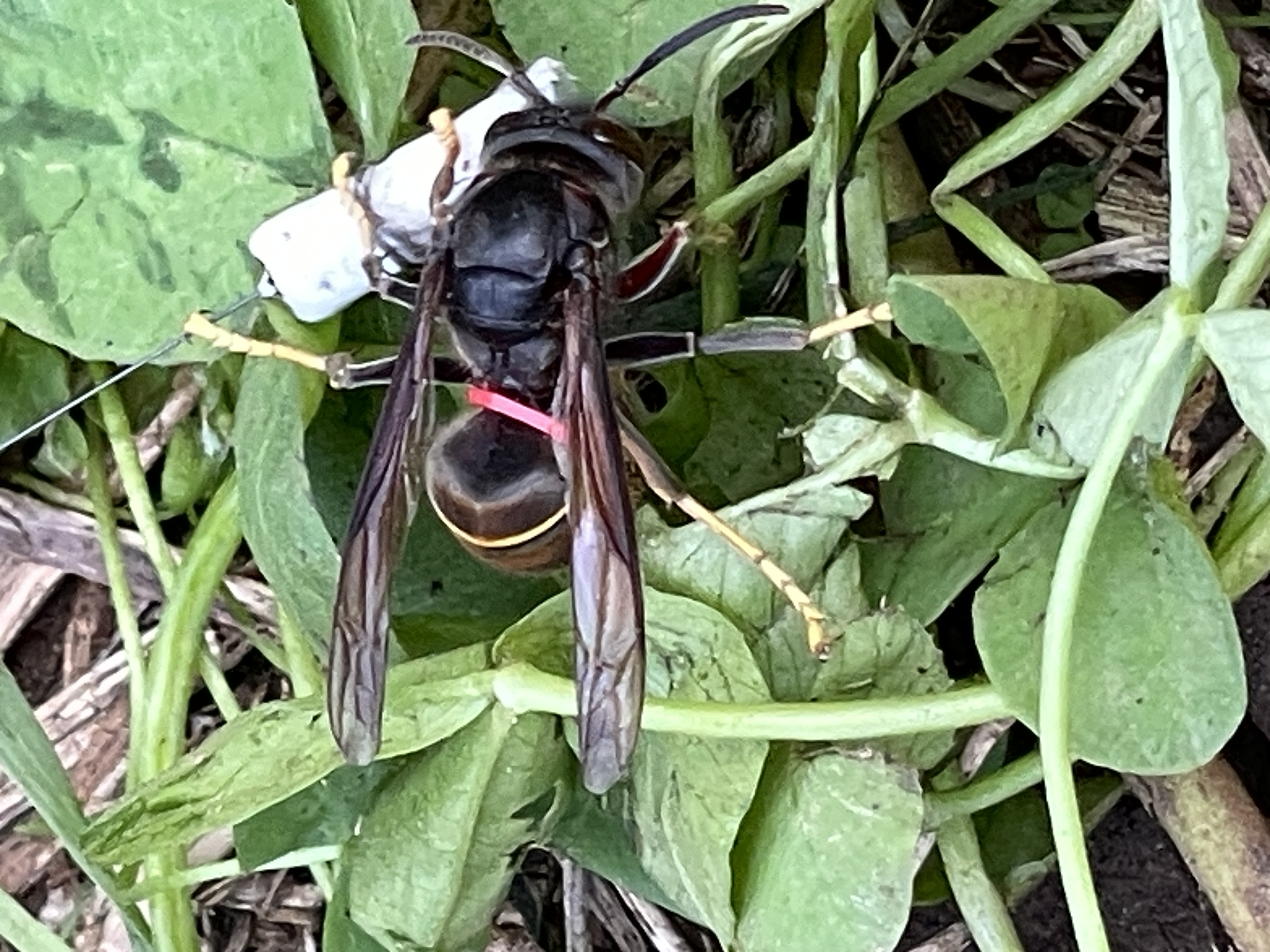 velutina con tag