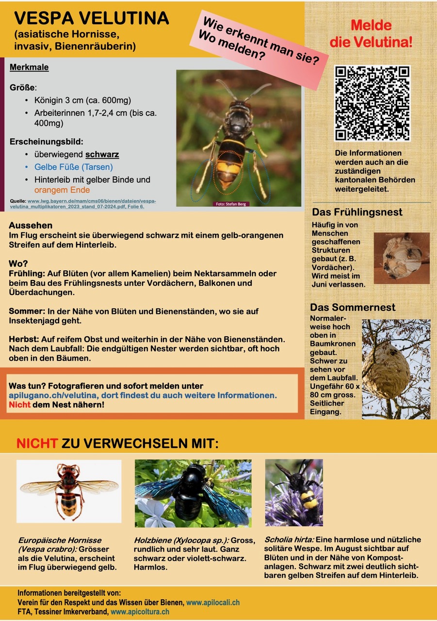 volantino velutina tedesco