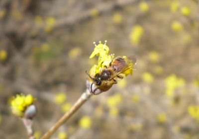 Andrena bimaculata