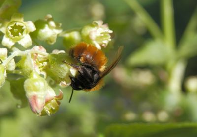 Andrena fulva