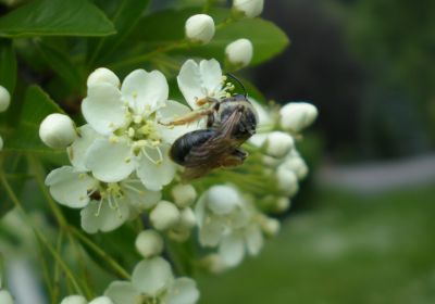 Andrena haemorrhea