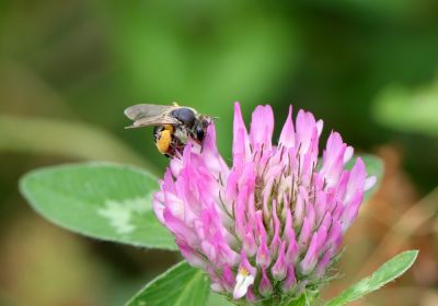 Andrena wilkella