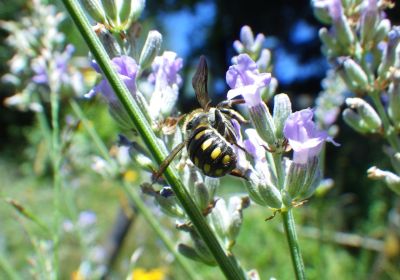 Anthidium septemspinosum