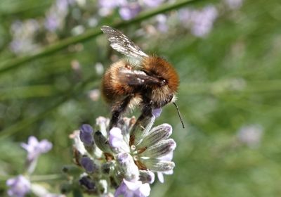 Bombi (Bombus)