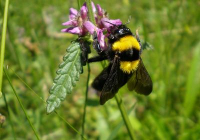 Bombus argillaceus