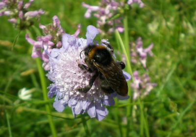 Bombus campestris