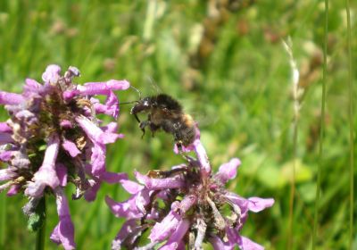 Bombus humilis