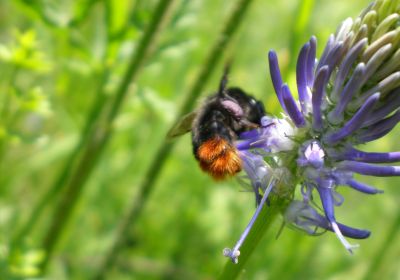 Bombus lapidarius