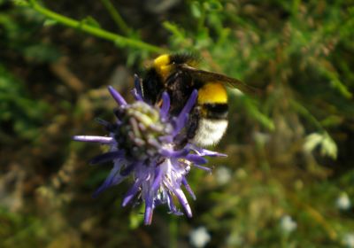 Bombus lucorum