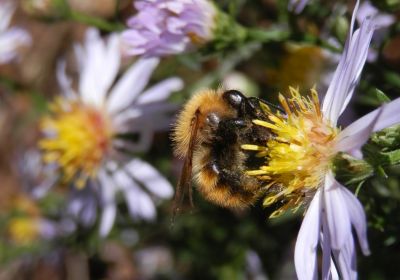 Bombus pascuorum