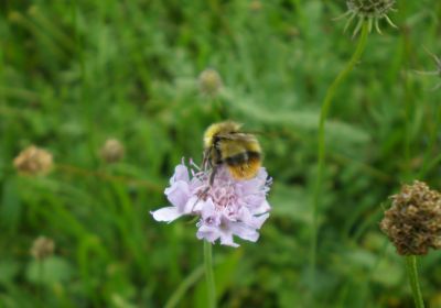 Bombus pratorum