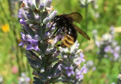 Bombus rupestris