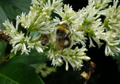 Bombus terrestris