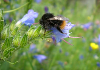 Bombus wuflenii