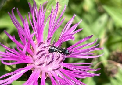 Ceratina cyanea