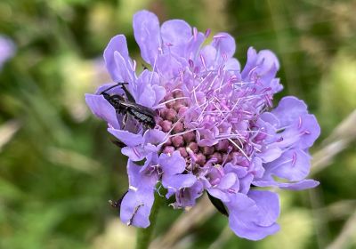 Alittidi (Halictidae)