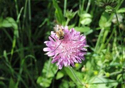 Eucera Longicornis