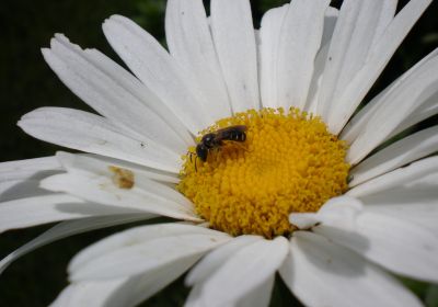 Halictus maculatum