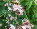 img halictus maschio