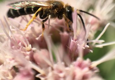 Halictus non identificati