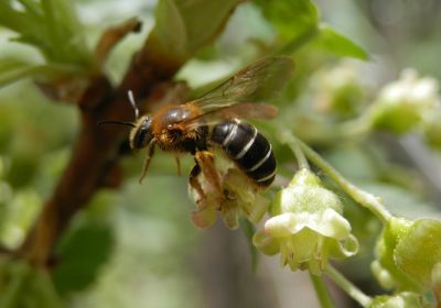 Halictus rubicundus