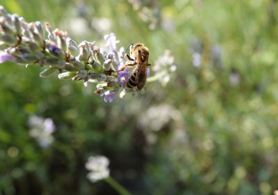 Halictus scabiosae