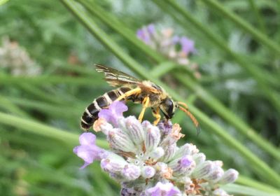 Halictus sexcintus