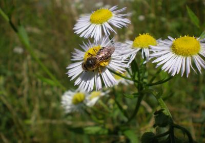 Halictus simplex