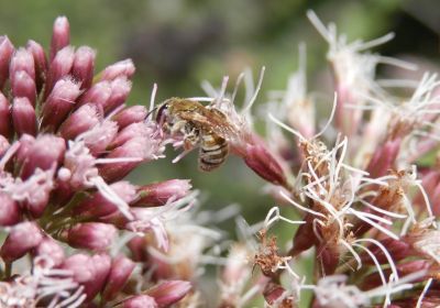 Halictus subsaturatus