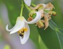 img lasioglossum