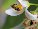 img lasioglossum