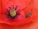 img lasioglossum