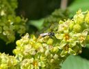 img lasioglossum f    