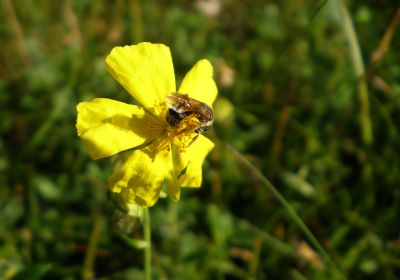 Lasioglossum (non identificati)