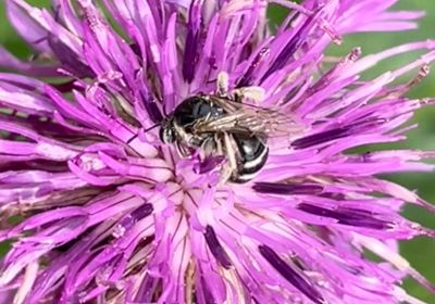 Lasioglossum discum