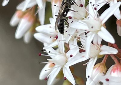 Lasioglossum, sottogenere Dialictus