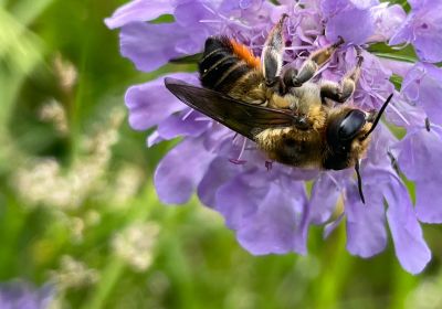 megachile lagopoda