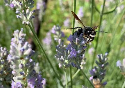 Megachile sculpturalis