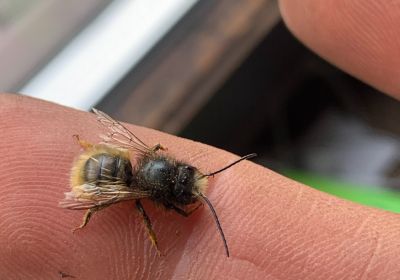 Osmia bicornis