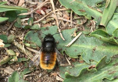 Osmia cornuta