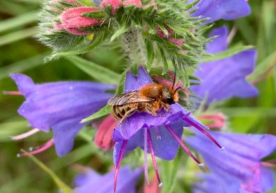 Osmia (non identificate)