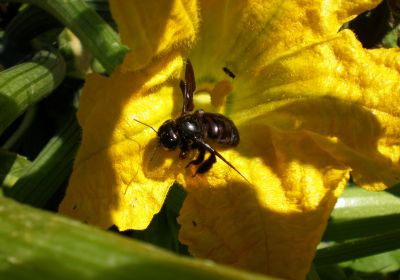 Xylocopa  (api carpentiere, o api legnaiole)